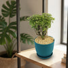 Ming Aralia Gold ‘Polyscias fruticosa