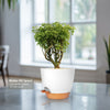 Ming Aralia Gold ‘Polyscias fruticosa