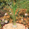 Ponytail palm &