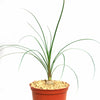 Ponytail palm &