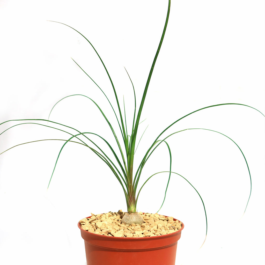 Ponytail palm &