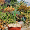 Ponytail palm &