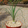 Ponytail palm &