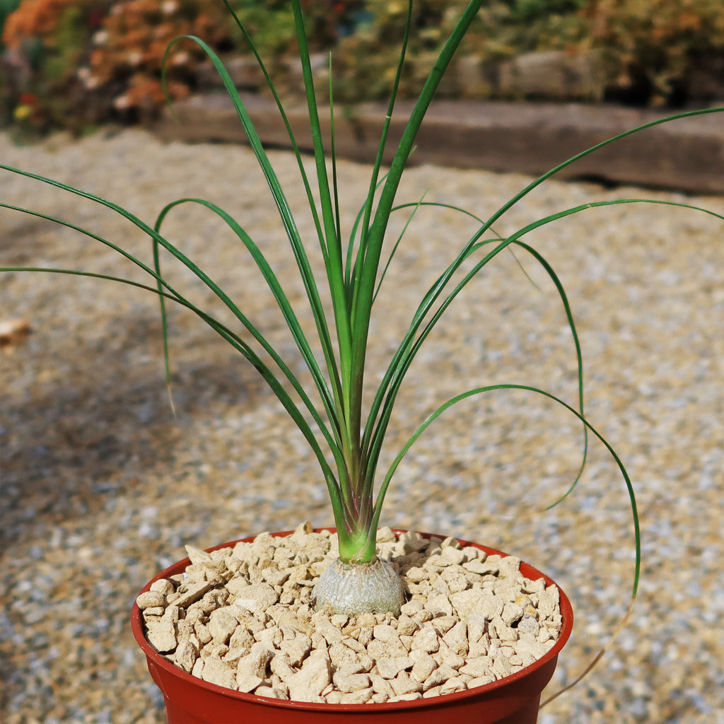 Ponytail palm &