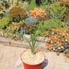 Ponytail palm &