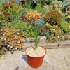 Ponytail palm &