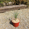 Ponytail palm &