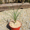 Ponytail palm &