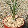 Ponytail palm &