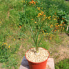 Ponytail palm &