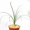 Ponytail palm &