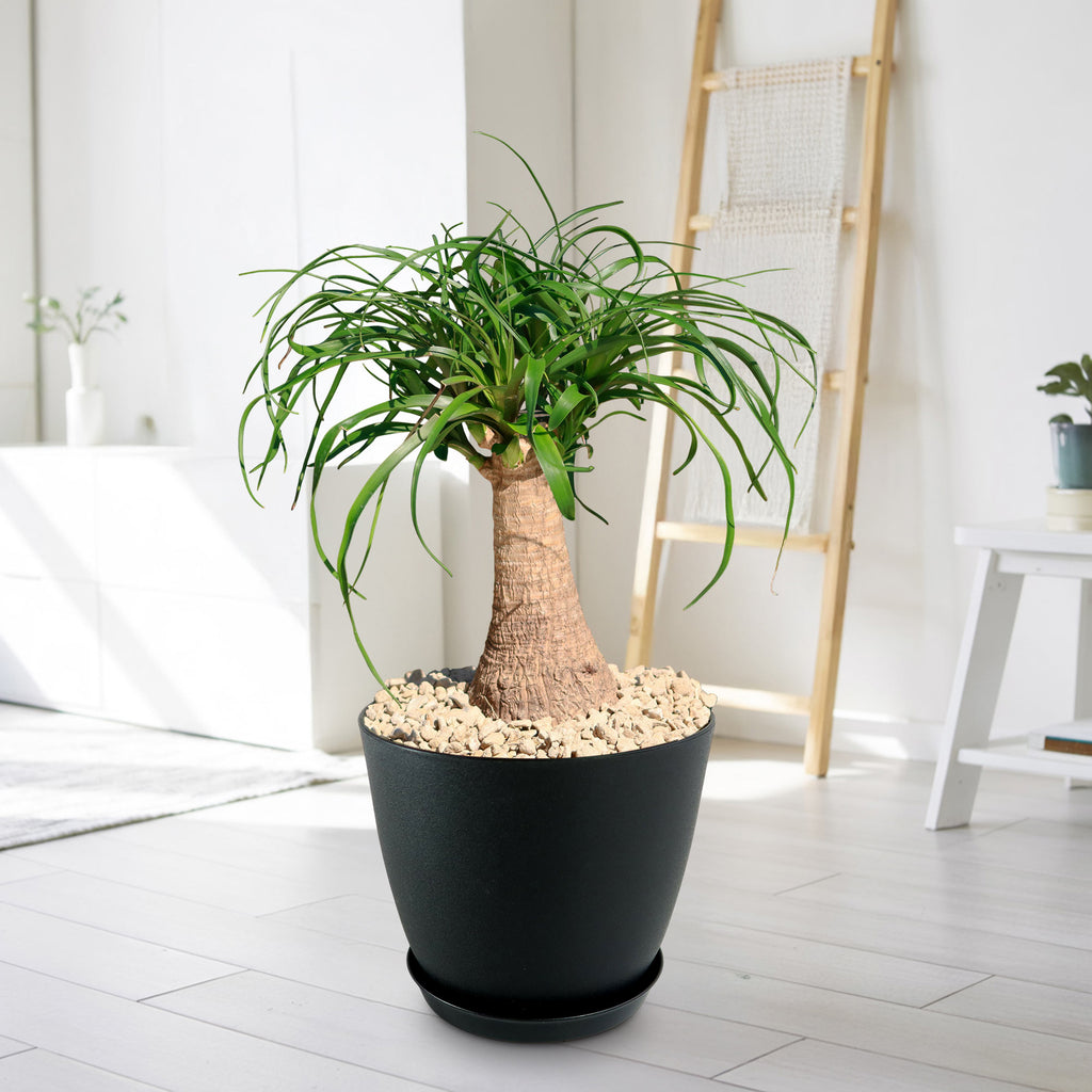 Ponytail palm &