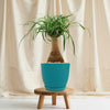 Ponytail palm &