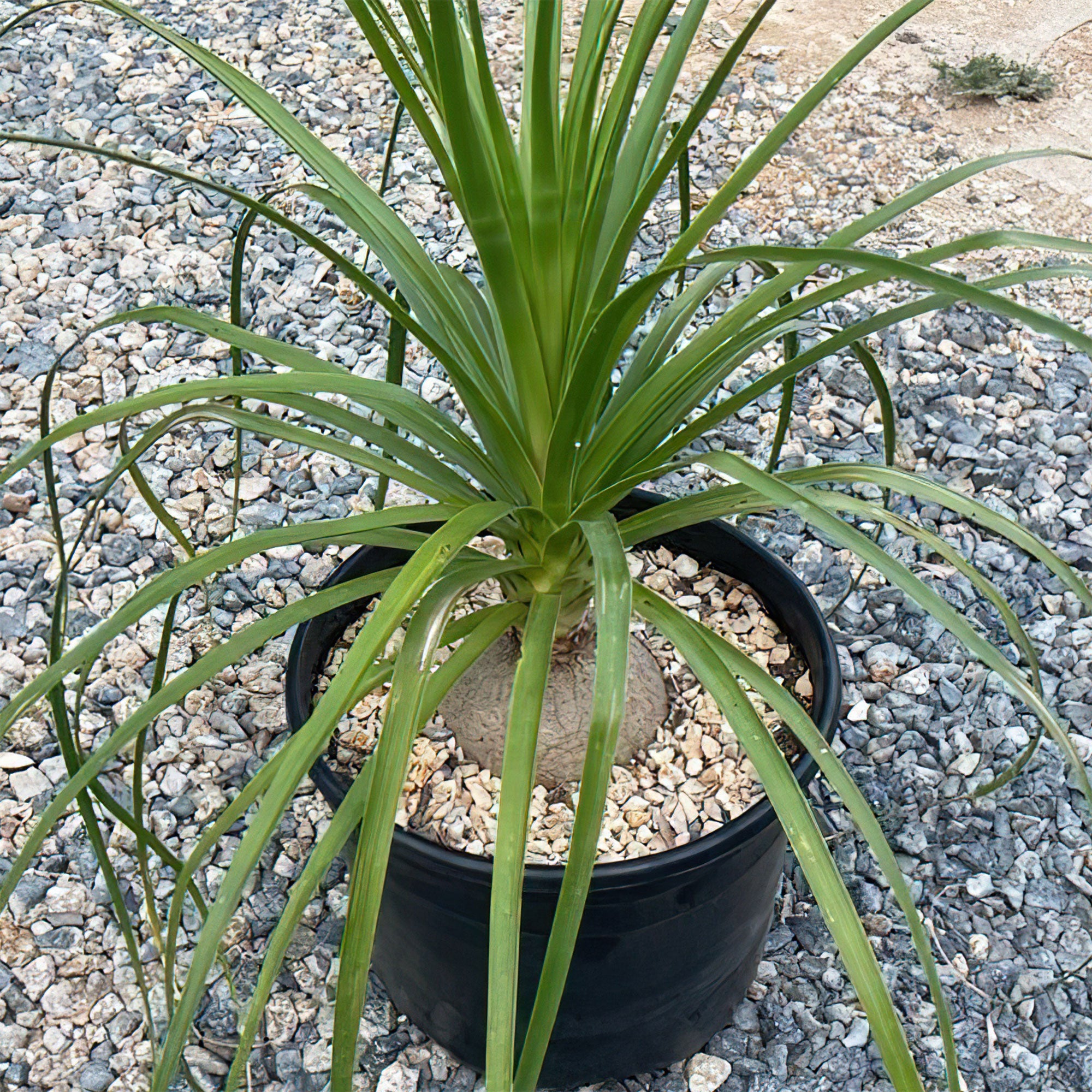 Ponytail palm 'Beaucarnea recurvata'