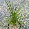 Ponytail palm &