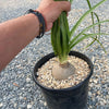 Ponytail palm &