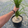 Ponytail palm &