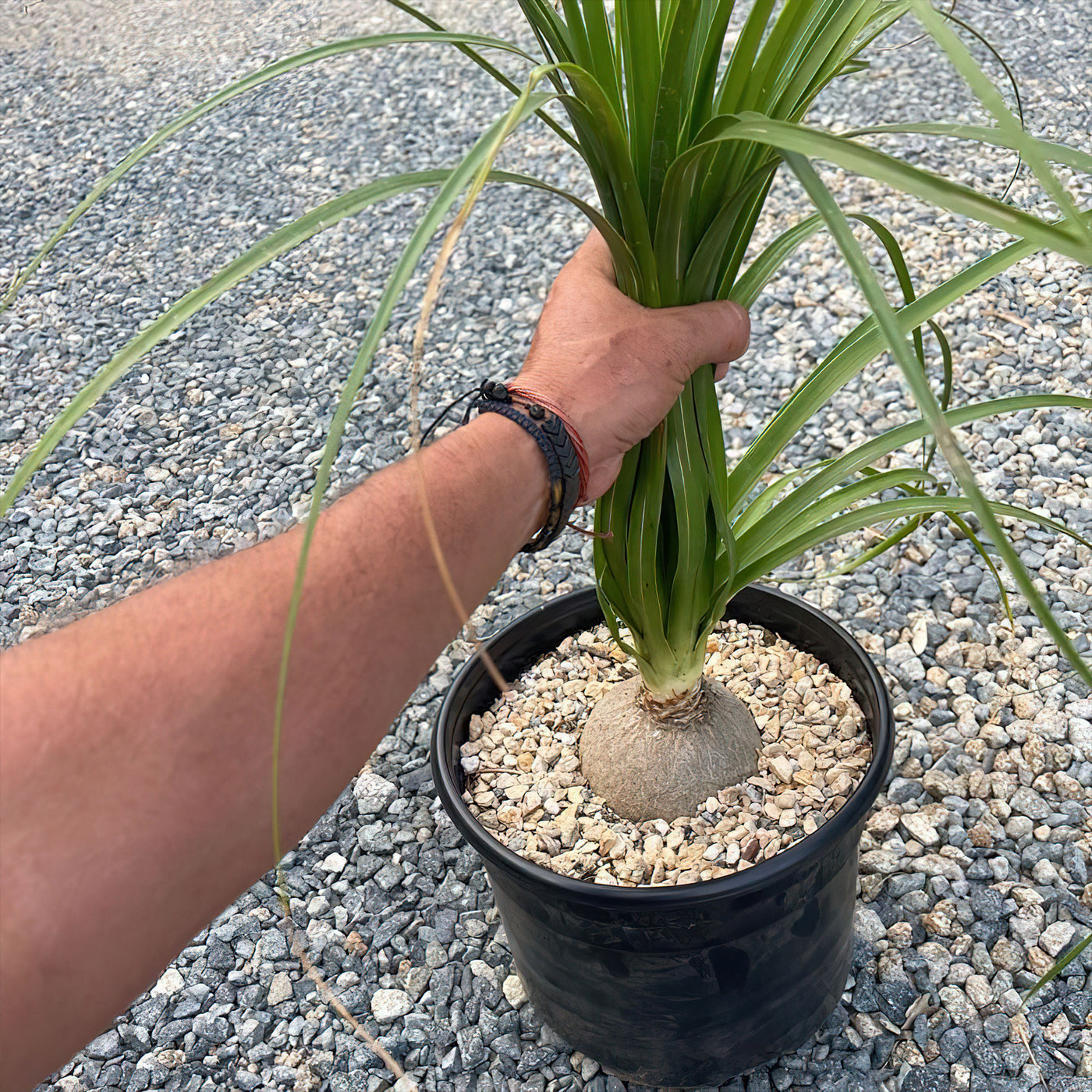 Ponytail palm 'Beaucarnea recurvata'