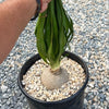 Ponytail palm &