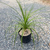 Ponytail palm &