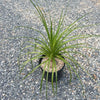 Ponytail palm &