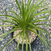 Ponytail palm &