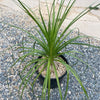 Ponytail palm &