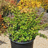 Elephant Bush - Portulacaria afra 1