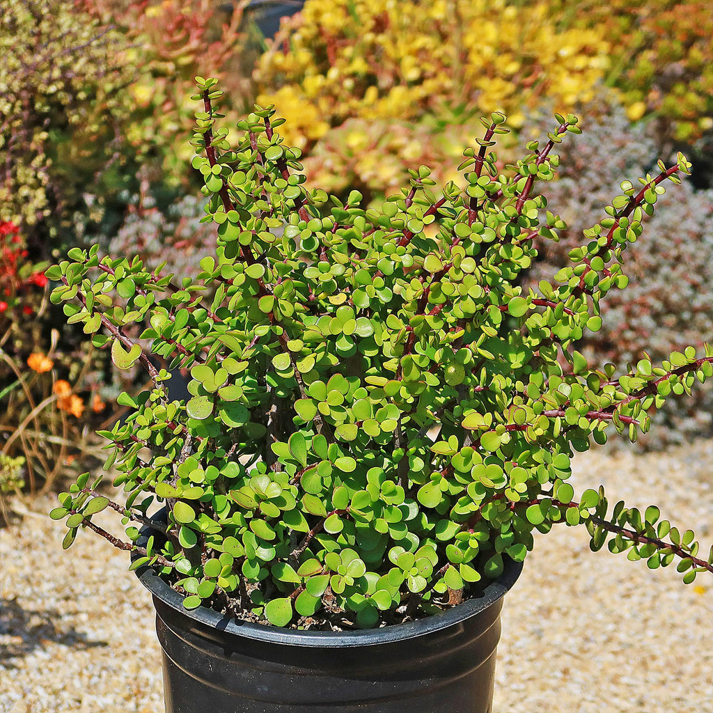 Elephant Bush - Portulacaria afra 1