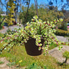 Rainbow Bush - Portulacaria afra variegata