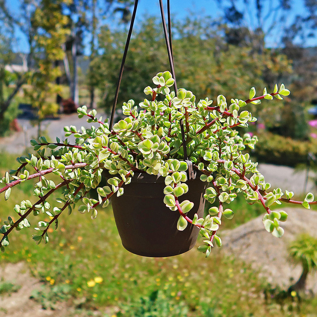 Rainbow Bush - Portulacaria afra variegata