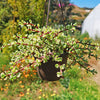 Rainbow Bush - Portulacaria afra variegata