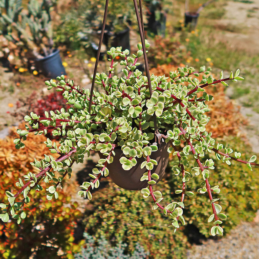 Rainbow Bush - Portulacaria afra variegata