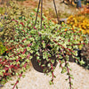 Rainbow Bush - Portulacaria afra variegata