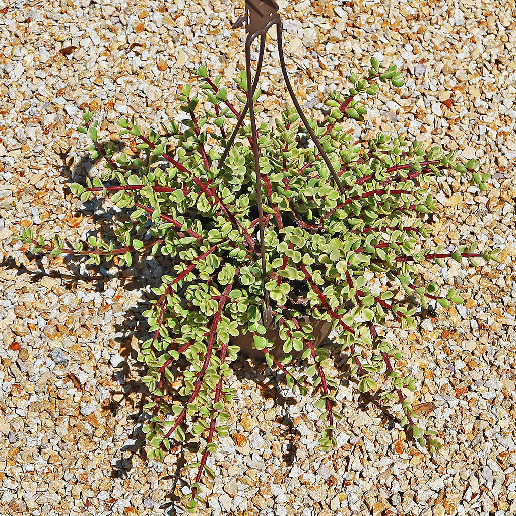 Rainbow Bush - Portulacaria afra variegata