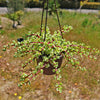 Rainbow Bush - Portulacaria afra variegata