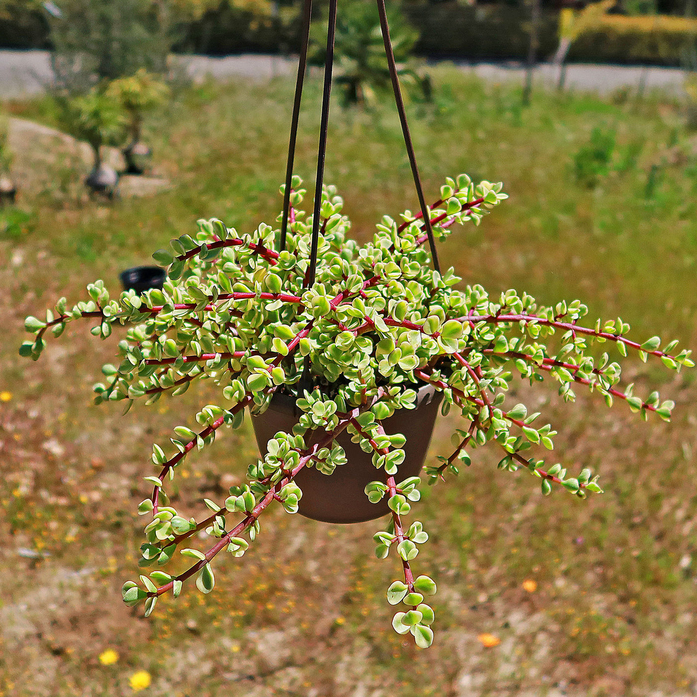 elephant bush portulacaria afra variegata Rainbow Bush