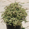 Rainbow Bush - Portulacaria afra variegata