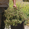 Rainbow Bush - Portulacaria afra variegata