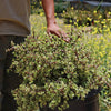 Rainbow Bush - Portulacaria afra variegata