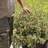 Rainbow Bush - Portulacaria afra variegata