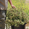 Rainbow Bush - Portulacaria afra variegata