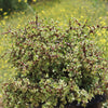 Rainbow Bush - Portulacaria afra variegata