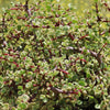 Rainbow Bush - Portulacaria afra variegata