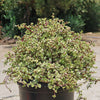 Rainbow Bush - Portulacaria afra variegata