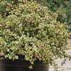 Rainbow Bush - Portulacaria afra variegata