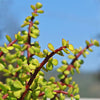 Elephant Bush - Portulacaria afra 2