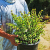 Elephant Bush - Portulacaria afra 5