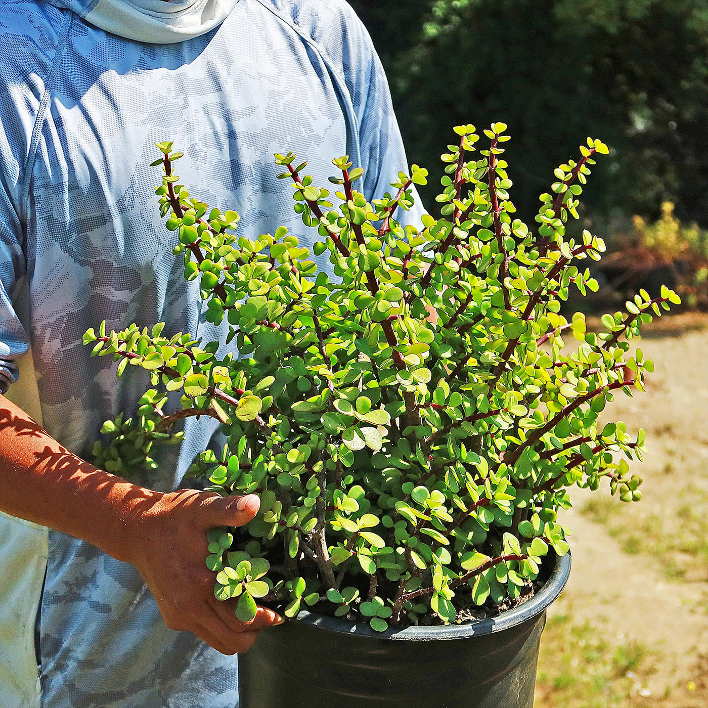 hanging elephant succulent Shop 'Elephant bush - Portulacaria afra' Care and Info