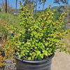 Elephant Bush - Portulacaria afra 4